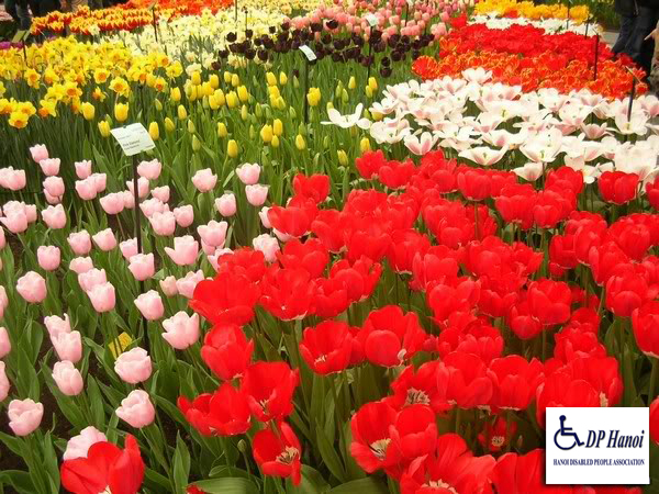 Hưởng ứng kỉ niệm ngày người khuyết tật Việt Nam 18-04-2013 