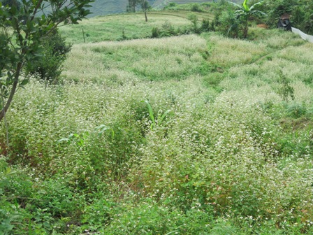 Chương trình "Cặp lá yêu thương" ghi hình trực tiếp tại huyện Yên Minh, Hà Giang