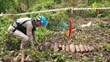 ​Hỗ trợ tạo việc làm cho nạn nhân bom mìn sót lại sau chiến tranh