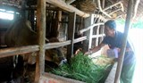 Hỗ trợ sinh kế cho nạn nhân bom mìn