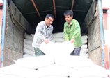Hỗ trợ gạo Tết – món quà ý nghĩa của Chính phủ với người yếu thế