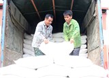 Hỗ trợ gạo Tết – món quà ý nghĩa của Chính phủ với người yếu thế